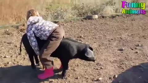 Funny People Riding Pigs!