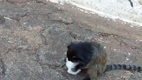 cotton candy eating monkey