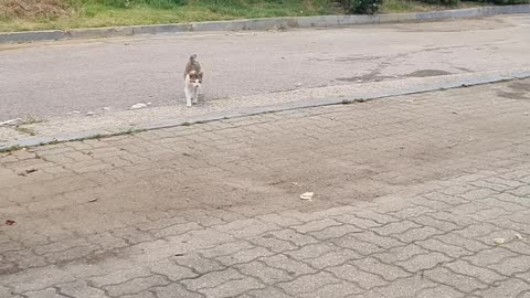 A cat I met at the beach.