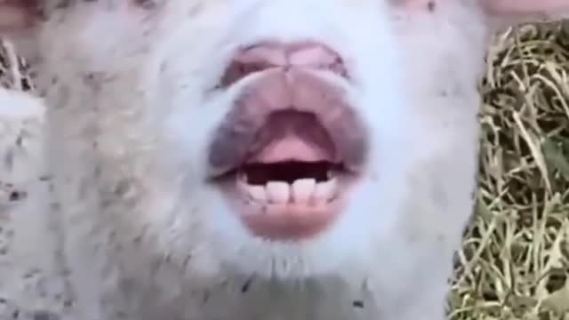 How can there be such a lovely creature in this world