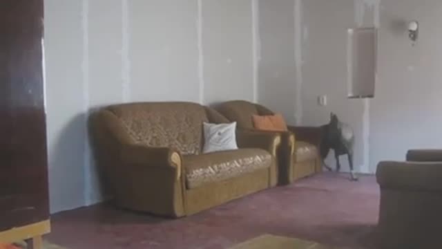 German Shepherd And Adorable Buddy Play EPIC Hide And Seek Game