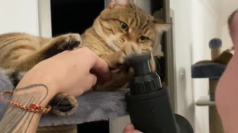 Cat Mesmerized By Vibrating Massage Toy