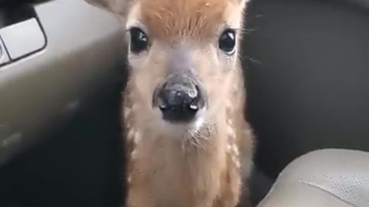 Fawn Bleats After Being Rescude