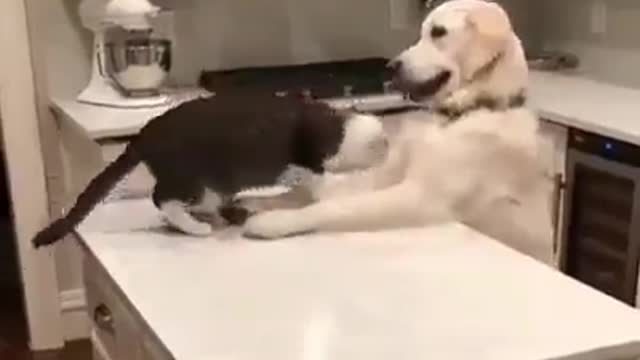 Friendship between cat and dog