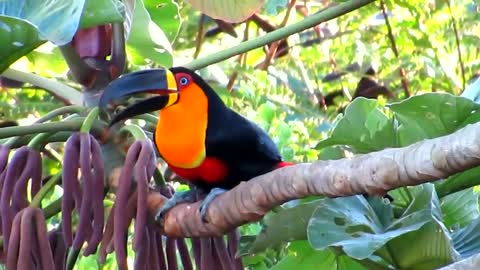 Exotic Nature! Toucan.