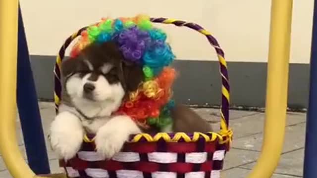 Cute puppy and pets Can I scare you