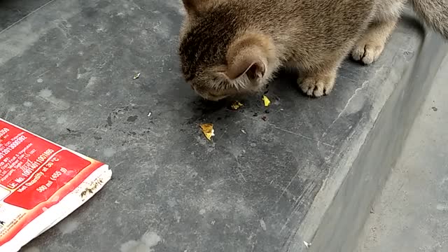 My Cat Is Playing