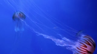 A Group Of Beautiful Jellyfish Swimming Underwater