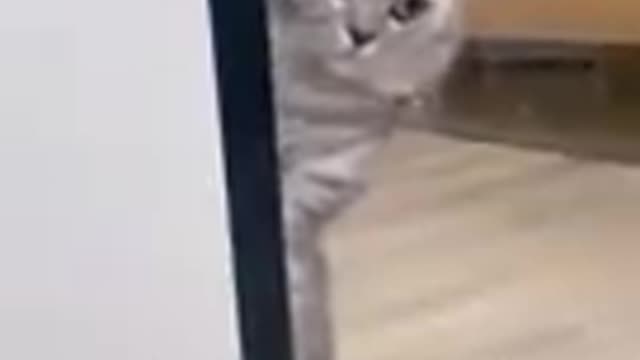 Cat video