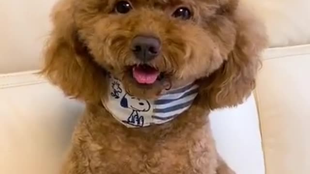 This is a Funny Dog Video