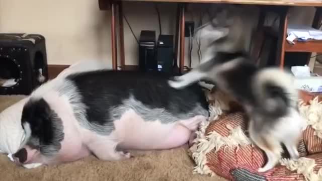 Husky Tries To Wake Up A Lazy Pet Pig