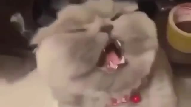Funny and Cute Cats Videos #38 │ Gadis Sekarwangi