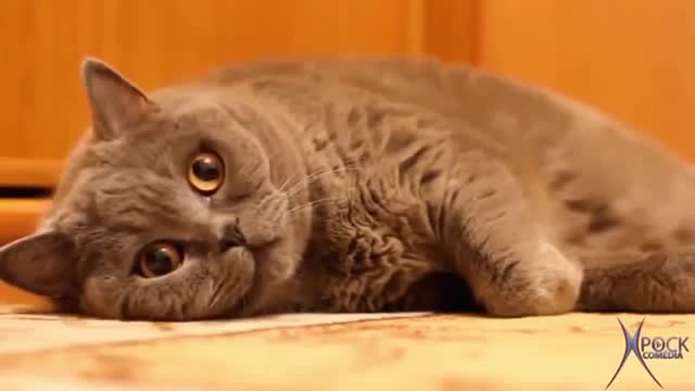 funny cats secrets- you will discover which secret your cat hides