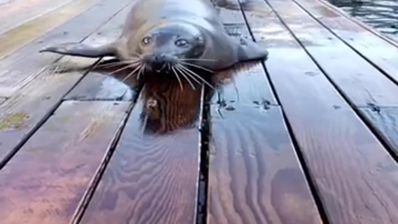 Early Morning Seal Fish Exercising #shorts #shortvideo #video #virals #videoviral