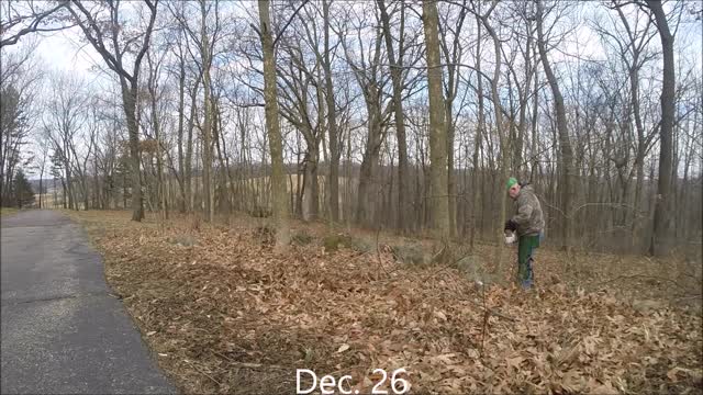 Cutting ash tree post Christmas