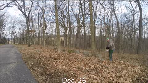 Cutting ash tree post Christmas