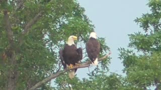 15 Toussaint Wildlife - Oak Harbor Ohio