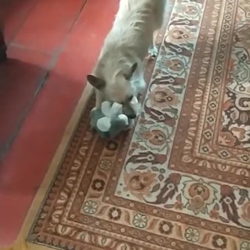 Luna is hunting for a teddy bear