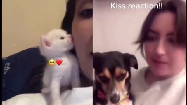 Give your pet a kiss and see what happens199