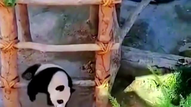 A panda bear playing with its owner.