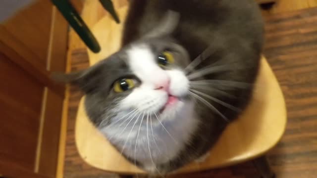 Cat has blep button