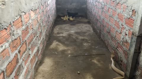 Amazing Mother Chicken protects the Chicks from King Cobra_1080pFHR