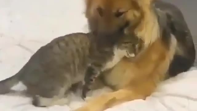 saw the cat beating the dog brutally