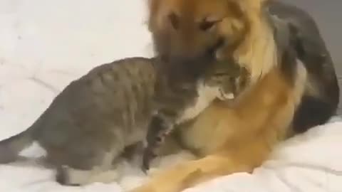 saw the cat beating the dog brutally