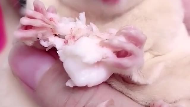 Cute Sugar Glider Eating