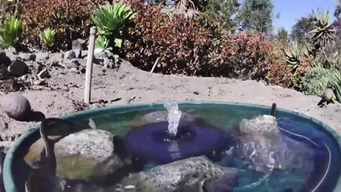 A variety of wild animals visiting a water fountain