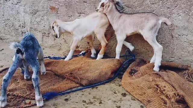 Goat funny three Baby Goat Fun Video 🐐🐐🐐🐐🐐🐐