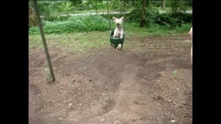 Small Dog Loves Riding Swing At Playground