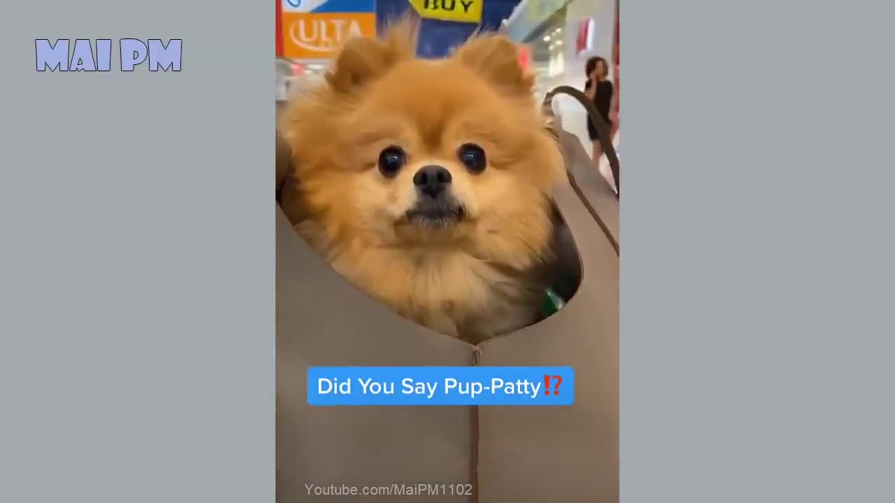 Dog Video