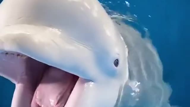 Viral TikTok- Adorable and Cute Beluga Whale Enjoys Eating Fish-Douyin