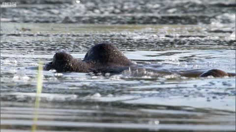 Angry Hippos Fight for Mate | Nature's Great Events | BBC Earth