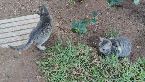 True Two Twin Cats With Fascinating Grey Color, And Charming Green and Brown Eyes (2021)