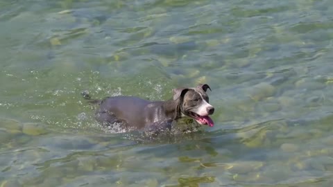 Puppy swimming