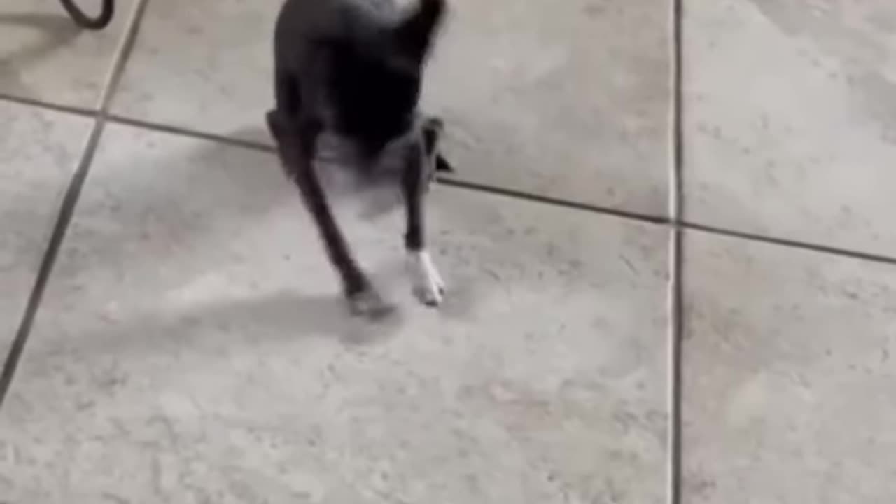 Funny dog - Funny animal videos