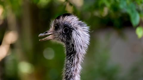 turkey chick watching