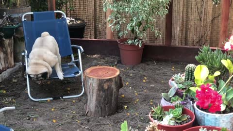 Old Pug doesn't dare to go down a step