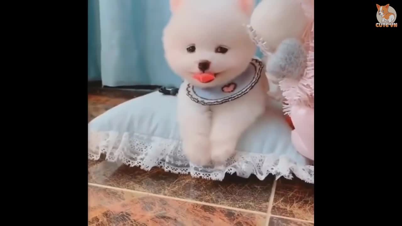 Most cute Dog Video