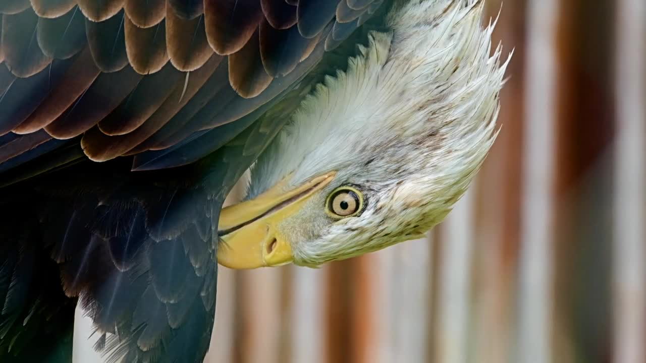 Adler Nature Video complication #shorts
