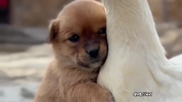 Child Dog Prank on Duck