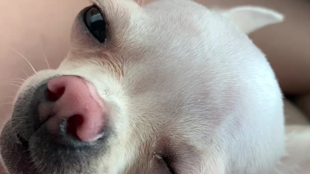 My dog Chihuahua woke up. Chihuahua is still sleepy.