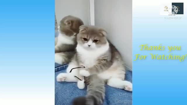 dog and cat funny video training 2022