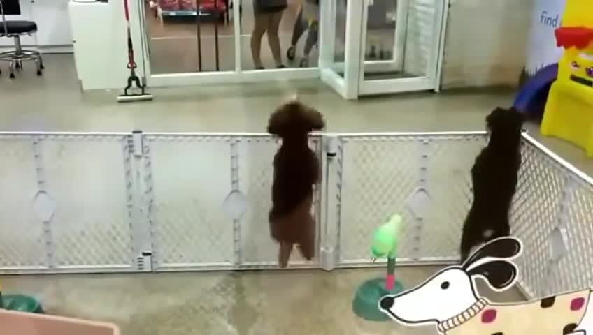 The dancing dog Funny