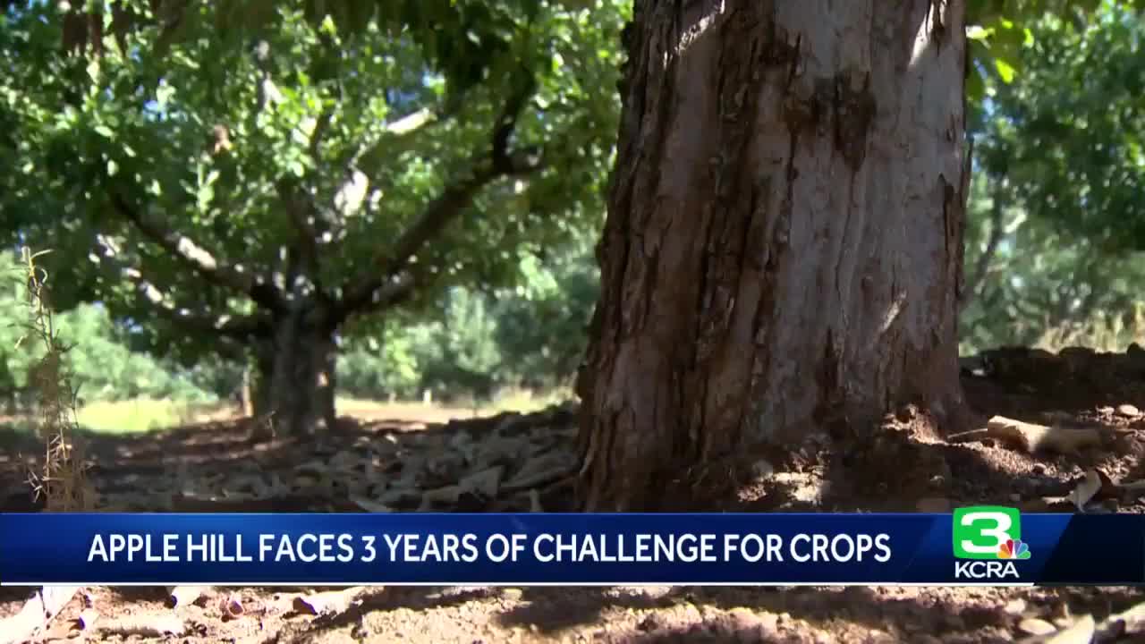 Many Apple Hill orchards are nearly apple-less after three years of hardship