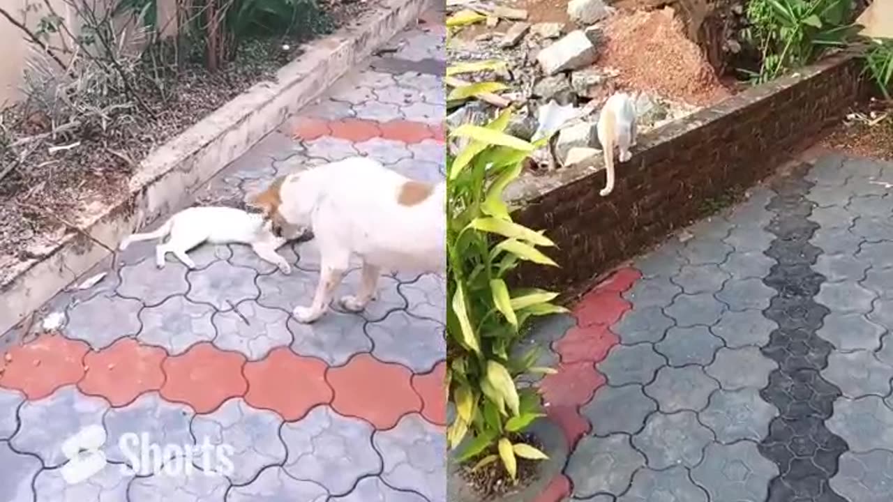 Dog and cat love 💝