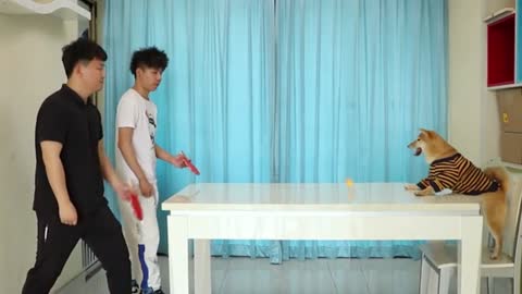 A dog plays table tennis with two owners. Guess who wins?