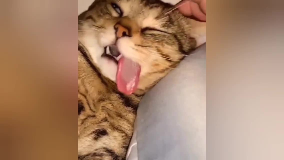 Cute Cat Sleeping